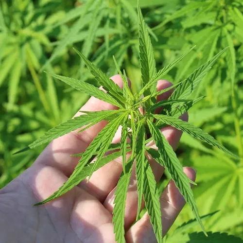 SFV OG
